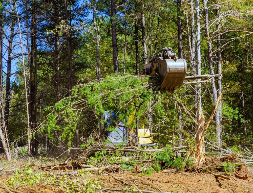 Tree Removal