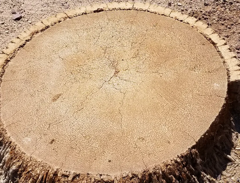 Stump Grinding