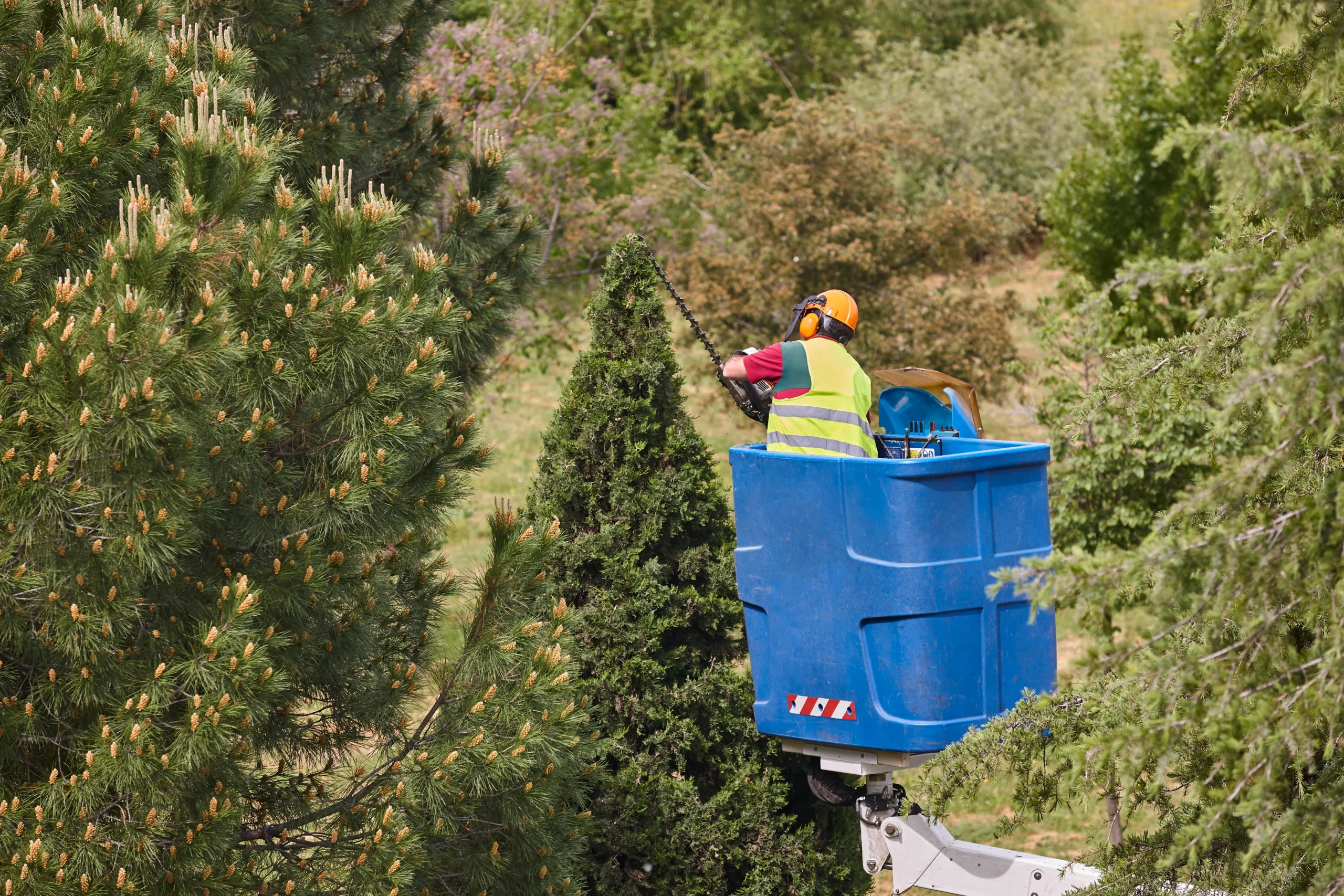 worker in a blue bucket trimming a tree